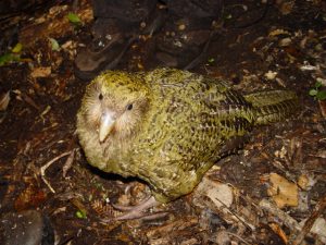 Strigops Habroptilus - der Kakapo.